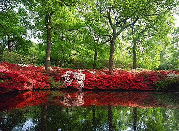 Azaleas, The Isabella Plantation, Richmond Park, London, England, United Kingdom, Europe