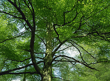 Tree trunk and canopy from below, The Valley Gardens, Windsor Great Park, Windsor, Berkshire, England, United Kingdom, Europe