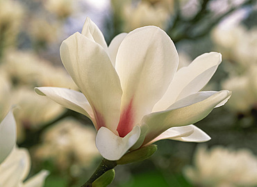 Close-up magnolia blossom