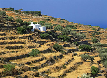 Terraces and olive trees surround whitewashed church on a hillside on Sifnos, Cyclades, Greek Islands, Greece, Europe