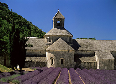 Abbaye de Senanque and lavender, near Gordes, Vaucluse, Provence, France, Europe