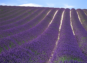 Field of lavender, Valensole Plains, Alpes-de-Haute Provence, Provence, France, Europe