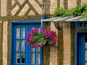 Hanging basket of petunias on traditional brick and timber house, Normandy, France, Europe