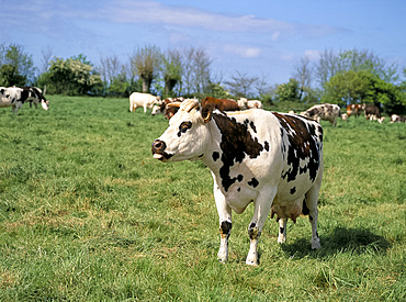 Brown and white cows, traditional in the Normandy countryside, Normandy, France, Europe