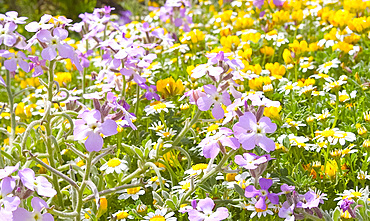 Spring wild flowers on the island, Favignana, the Egadi Islands, Italy, Mediterranean, Europe