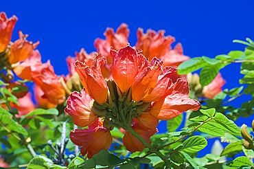 Spathodea campanulata (African tulip tree), bright orange tropical flowers in January, Eastern Cuba, Cuba, West Indies, Central America