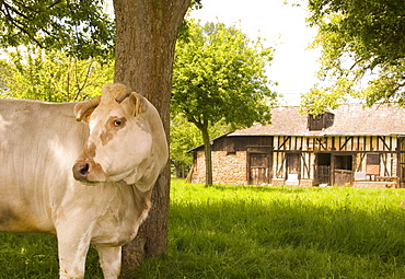 A cow in front of a traditional old half timbered barn in Normandy, France, Europe