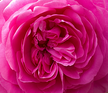 Close-up of an old style pink rose, taken in June, London, England, United Kingdom, Europe