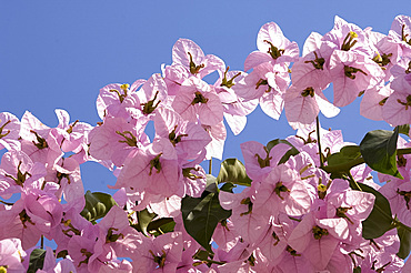 Pink bougainvillea flowers against a blue sky, Paxos, Ionian Islands, Greece, Europe