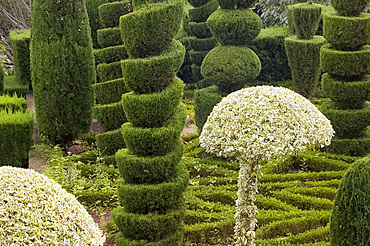 Elaborate topiary in the Jardim Botanico, Funchal, Madeira, Portugal, Europe