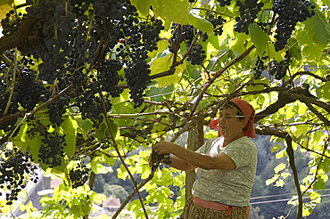 A woman harvesting grapes in the village of Faja Grande near the north coast of Madeira, Portugal, Europe