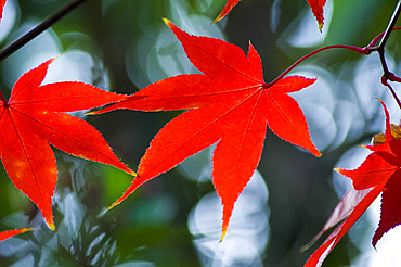 A bright red acer leaf in autumn, United Kingdom, Europe