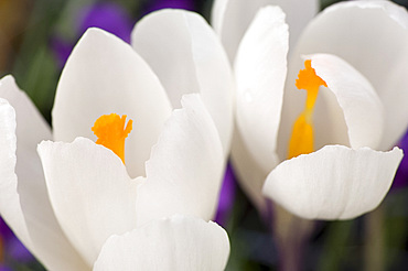 A close-up of white crocuses with yellow centre in March, United Kingdom, Europe