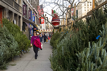 Rows of Christmas trees for sale along Broadway on the Upper West Side of Manhattan, New York City, United States of America, North America