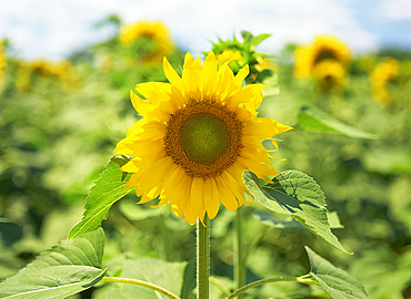 Field of sunflowers, Tuscany, Italy, Europe