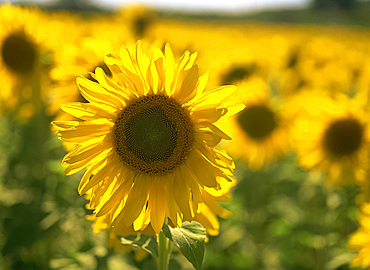 Field of sunflowers (helianthus annuus), Provence, France, Europe