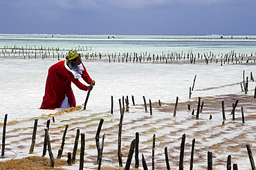 A woman harvesting seaweed at one of the underwater farms, Paje, Zanzibar, Tanzania, East Africa, Africa