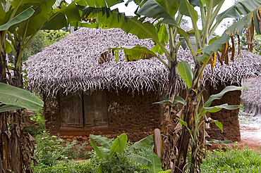 A house with thatched roof, Zanzibar, Tanzania, East Africa, Africa