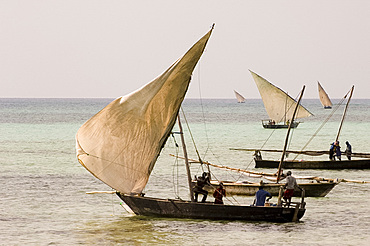 Fishing dhows setting sail in the afternoon from Nungwi, Zanzibar, Tanzania, East Africa, Africa