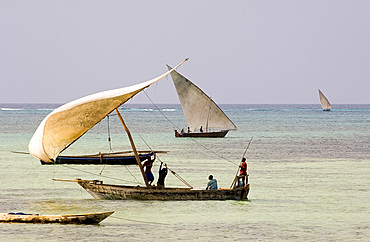 Fishing dhows setting sail in the afternoon from Nungwi, Zanzibar, Tanzania, East Africa, Africa