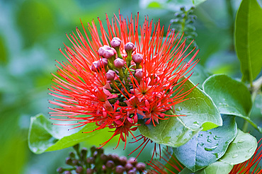 A Pohutukawa (Metrosideros excelsa), an exotic bright orange flower of the Myrtaceae family, Zanzibar, Tanzania, East Africa, Africa