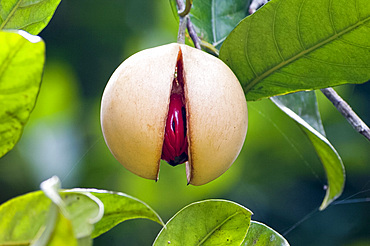 Nutmeg fruit at Kizimban Farms, Zanzibar, Tanzania, East Africa, Africa