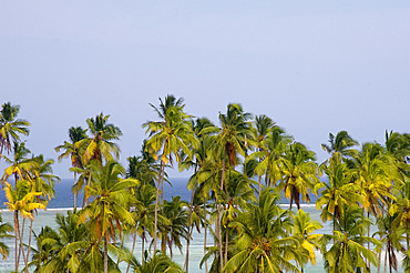 Palm trees and sea at Matemwe, Zanzibar, Tanzania, East Africa, Africa