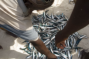 Newly caught fish for sale on the beach, Nungwi, Zanzibar, Tanzania, East Africa, Africa