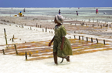 A young girl walking through the seaweed farms in the sea, Paje, Zanzibar, Tanzania, East Africa, AFrica