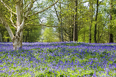 A field of bluebells in spring, Winkworth Arboretum, Godalming, Surrey, England, United Kingdom, Europe