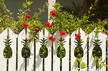 Hibiscus growing next to a fence with pineapple shaped cutouts, Dunmore Town, Harbour Island, The Bahamas, West Indies, Central America