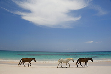 Horses walking on Pink Sands Beach, Harbour Island, The Bahamas, West Indies, Central America