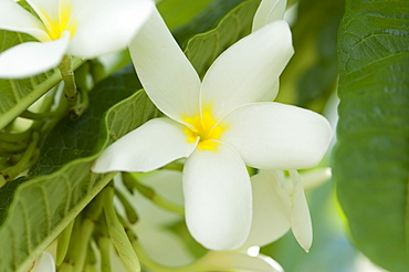 Yellow and white frangipani, Harbour Island, The Bahamas, West Indies, Central America