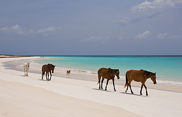 Horses walking on Pink Sands Beach, Harbour Island, The Bahamas, West Indies, Central America