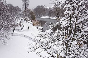 Snow covered trees during a snow storm in St. James's Park, London, England, United Kingdom, Europe