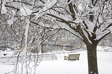 Snow covered trees during a snow storm in St. James's Park, London, England, United Kingdom, Europe