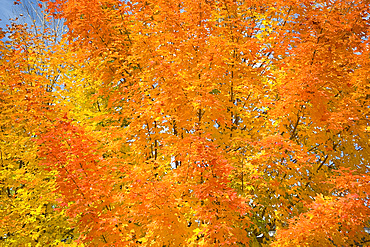 Red and yellow leaves on a maple tree in autumn,  Middlebury, Vermont, New England, United States America, North America