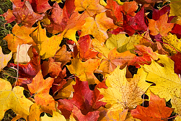 Red and yellow maple leaves on the ground in Vermont, New England, United States of America, North America