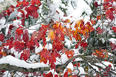 Red maples after an early snowfall in Vermont, New England, United States of America, North America