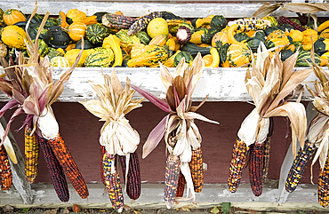 Indian corn and gourds for sale at a roadside stand in Massachusetts, New England, United States of America, North America