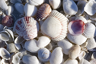 Close up of shells including a fan scallop and calico scallop on a beach on Sanibel Island, Florida, United States of America, North America