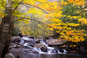 Colorful autumn foliage above cascading water in Mad River near Granville, Vermont, New England, United States of America, North America