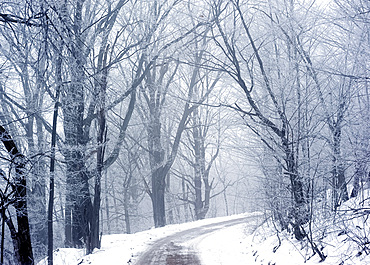 A dirt road winding through fog, snow and frosty trees in winter, New York State, United States of America, North America