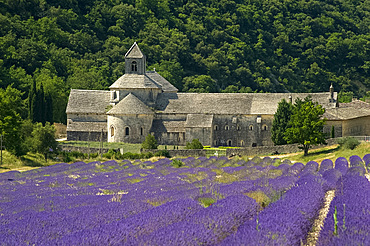 The Abbey de Senanque, a Cistercian abbey surrounded by fields of lavender, Vaucluse, Provence, France, Europe