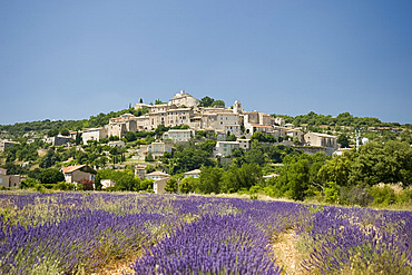 Lavender field near Simiane la Rotonde, Provence, France, Europe