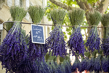 Bunches of lavender for sale in the market in Uzes, Provence, France, Europe