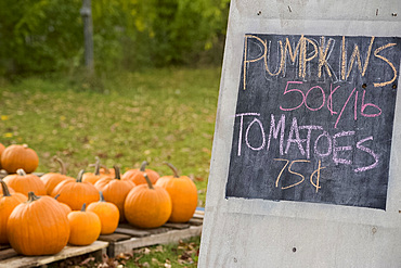 A roadside stand selling pumpkins and tomatoes in Barnard in central Vermont, New England, United States of America, North America