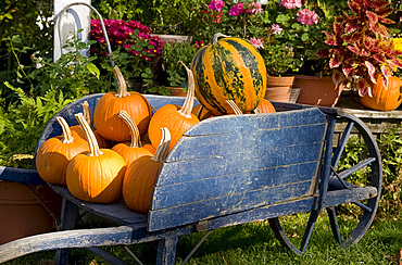 Pumpkins in a wooden wheel barrow in the historic village of Deerfield, Massachussetts, New England, United States of America, North America