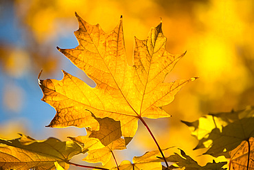 Bright yellow maple leaves in autumn, Vermont, New England, United States of America, North America