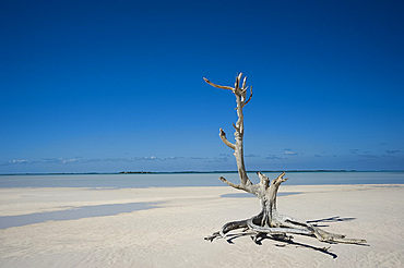 A driftwood tree in the water near Harbour Island, Eleuthera, The Bahamas, West Indies, Atlantic, Central America